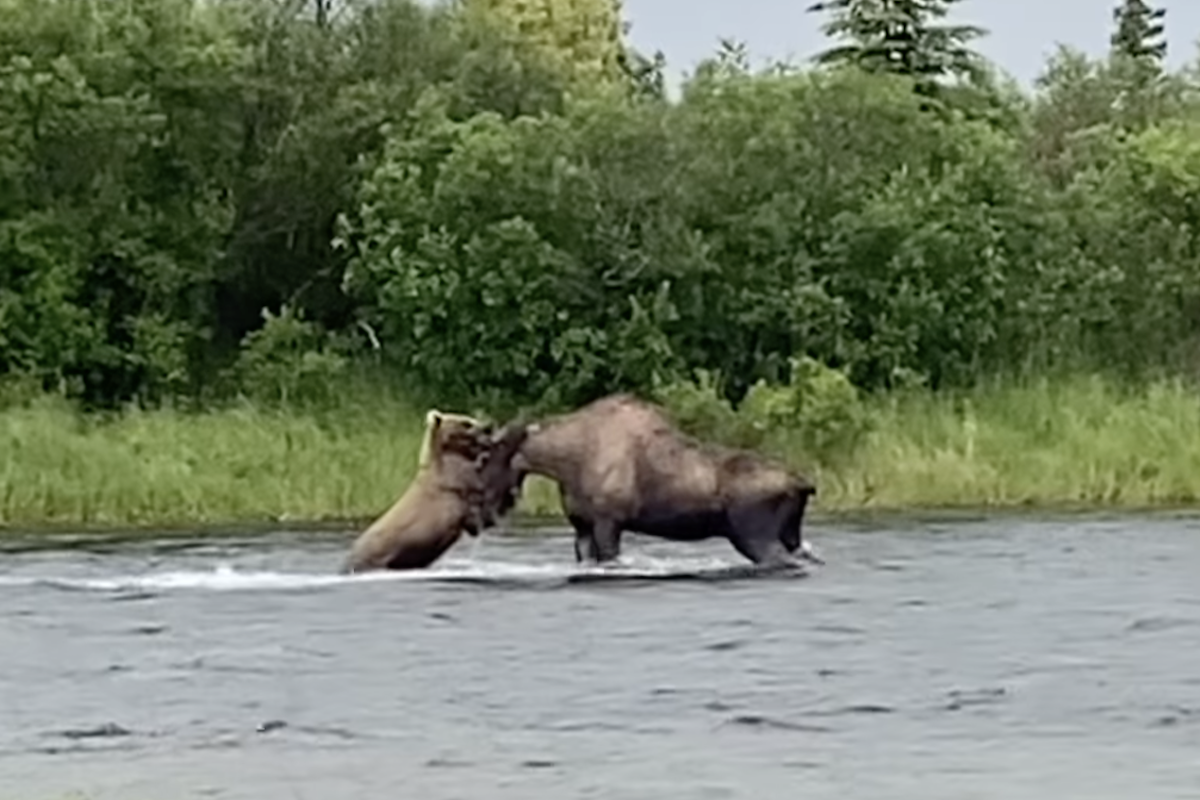WATCH: Grizzly and Moose Fight in Alaskan River