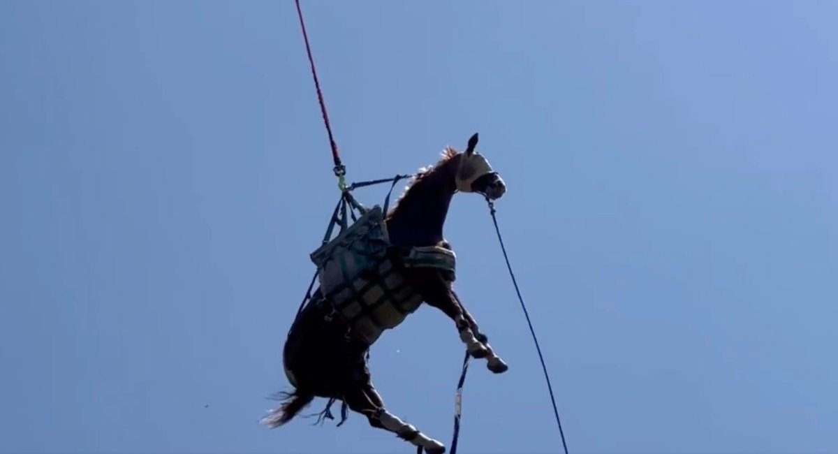 Watch: Horse Rescued by Helicopter from California Trail