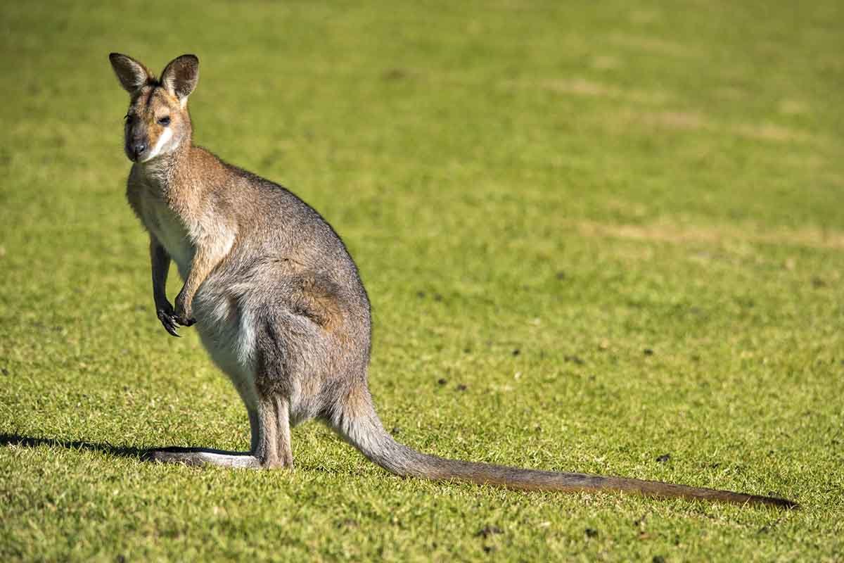animals-to-see-during-australian-winter