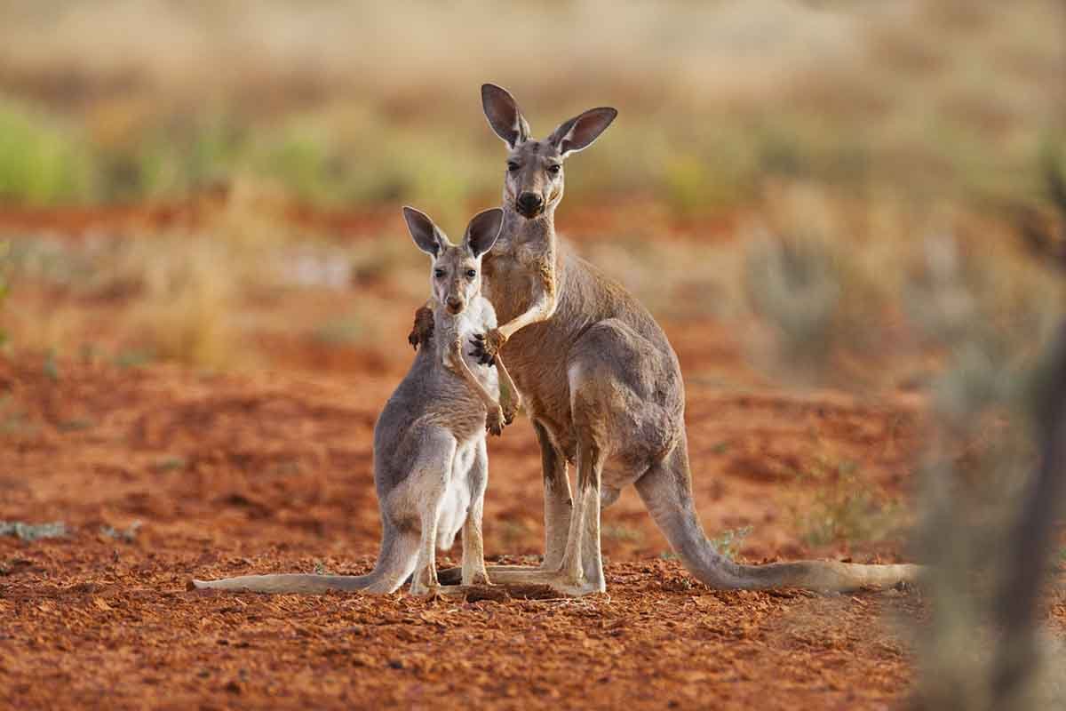 What Awesome Animals Come Out Each Season in Australia?
