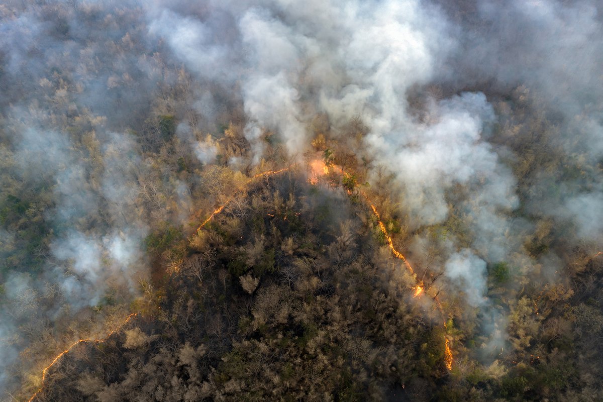 Why Are Forest Fires Important for Some Ecosystems?