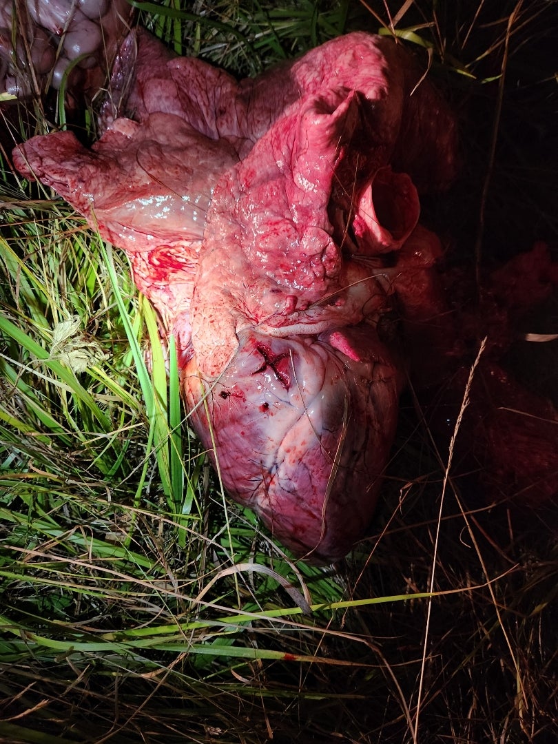 elk heart broadhead marks