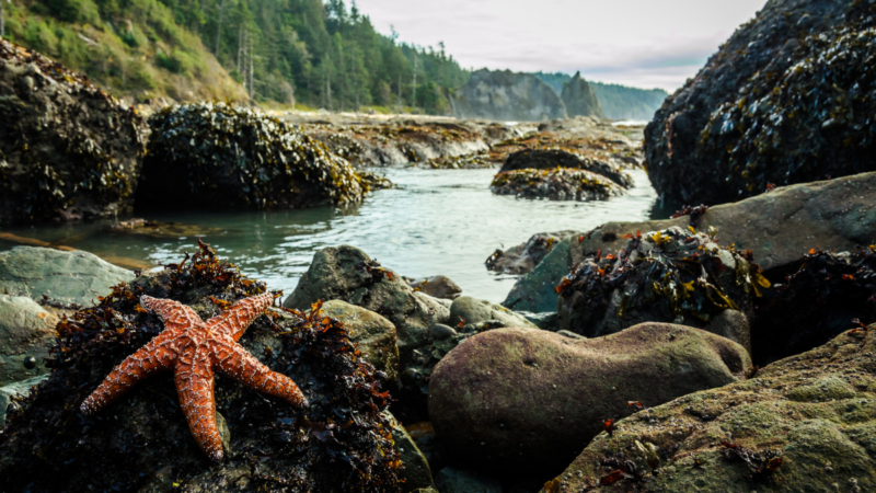 5 Things You Didn’t Know About Olympic National Park