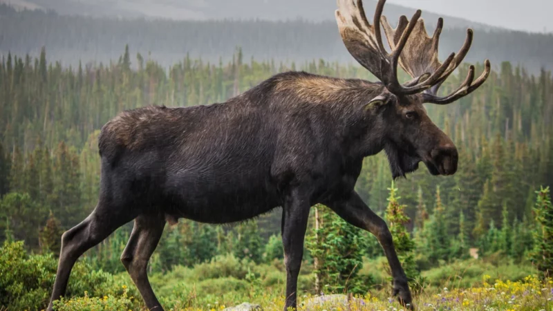 A Woman and Her Dog Are Recovering From Injuries After a Moose Stomps On Her Head