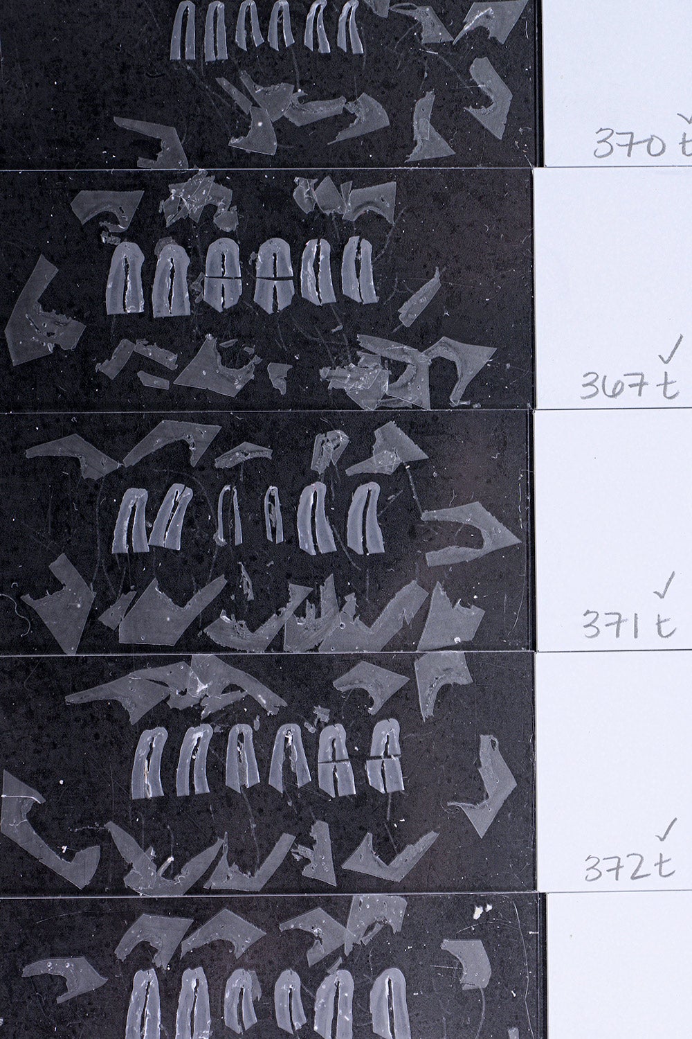 multiple slides holding cross-sections of teeth