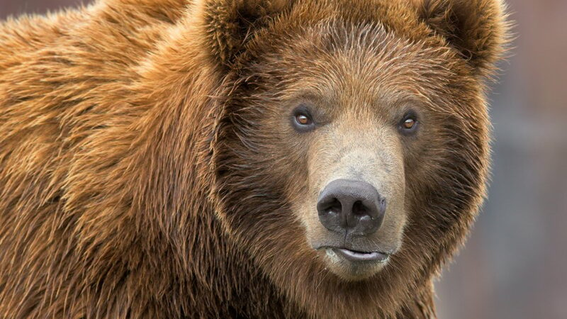 Authorities search for grizzly bear that mauled a Montana hunter – Outdoor News
