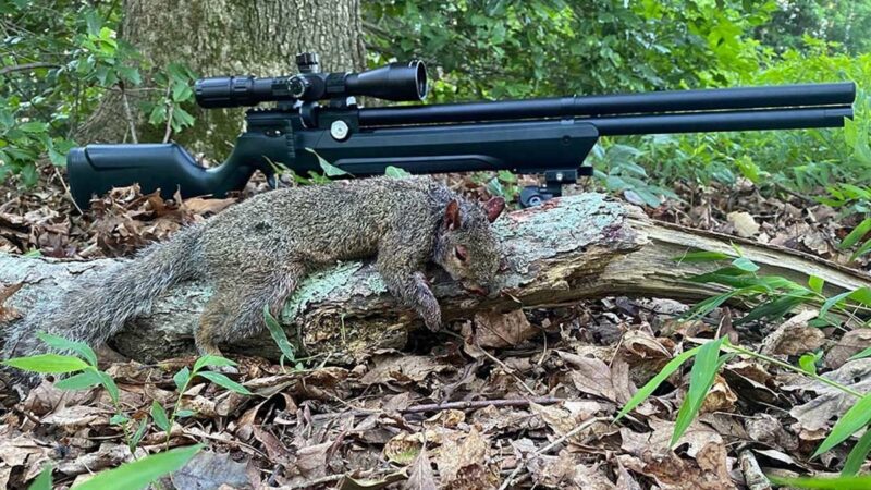 Best Air Rifles for Squirrels of 2023