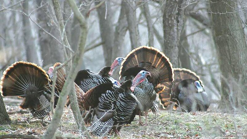 Beyond Minnesota: Fall turkey-hunting season canceled in Kansas amid declining bird numbers – Outdoor News