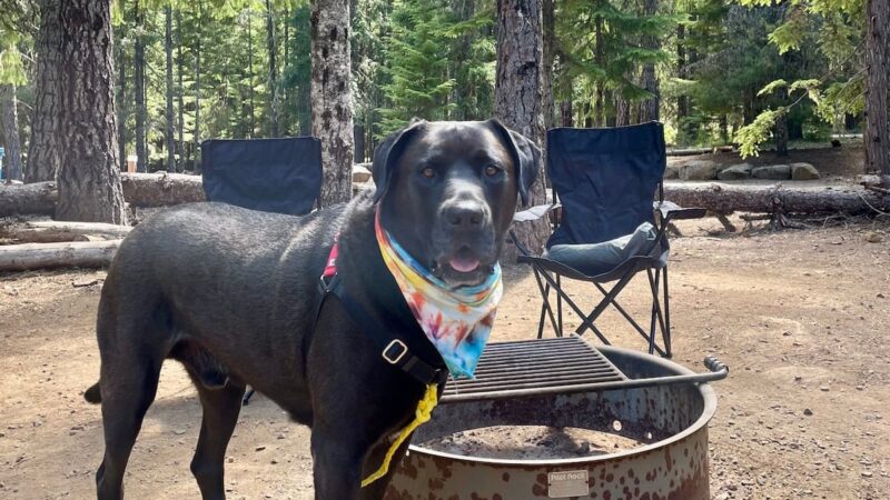 Bring Your Dog Camping Safely and Stress-Free