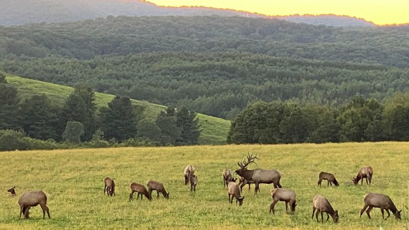 Bulls are a bonus during long weekend in Pennsylvania elk country – Outdoor News