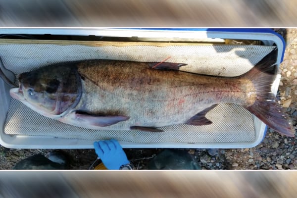 Carp eDNA finding from Michigan a reminder that Illinois isn’t fighting solo – Outdoor News