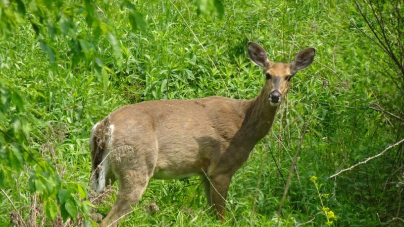 Chronic wasting disease a growing threat for New York – Outdoor News