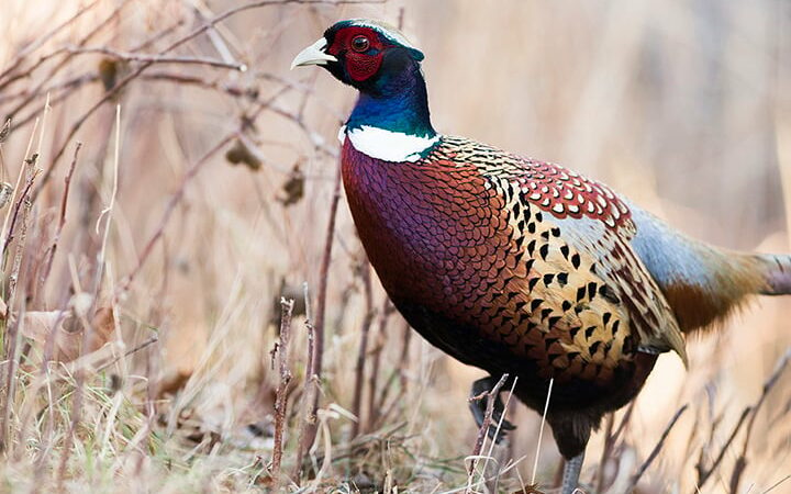 Clinics, youth pheasant hunts set at Illinois state parks in October – Outdoor News