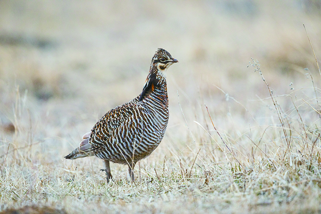 Commentary: Prairie chicken/sharp-tailed grouse hybrids becoming more common to northwestern Minnesota – Outdoor News