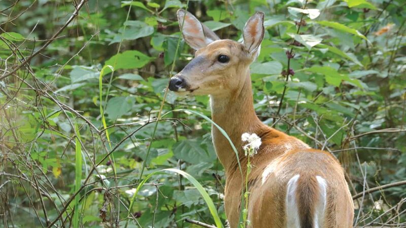 Commentary: Seeing a conflict of interest with Pennsylvania Game Commission deer biologists – Outdoor News