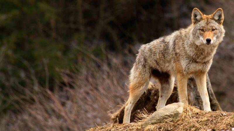 Coyote attacks in Ohio are rare, but recent attack on 3-year-old shows they sometimes occur – Outdoor News