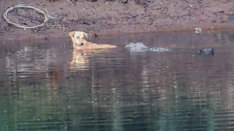 Did These Marsh Crocodiles Just Save a Stray Dog?