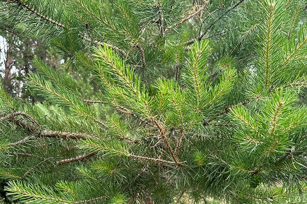 Discounted trees available at distribution events in Iowa this fall – Outdoor News