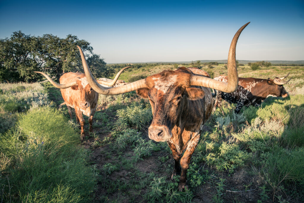 Longhorn herd at Fort Griffin - photo courtesy Texas Historical Commission.