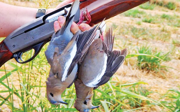 Doves can humble even the best shots; here’s how to put more in your vest – Outdoor News