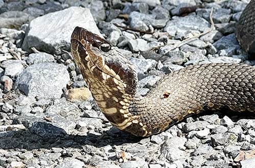 Fall closure to vehicles on ‘Snake Road’ in Illinois a good time to visit on foot; just watch your step – Outdoor News