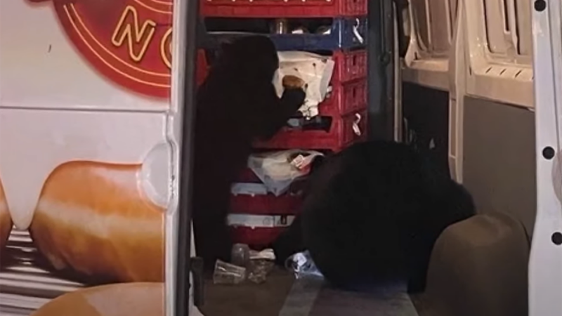 Family of Bears Raid a Krispy Kreme Truck
