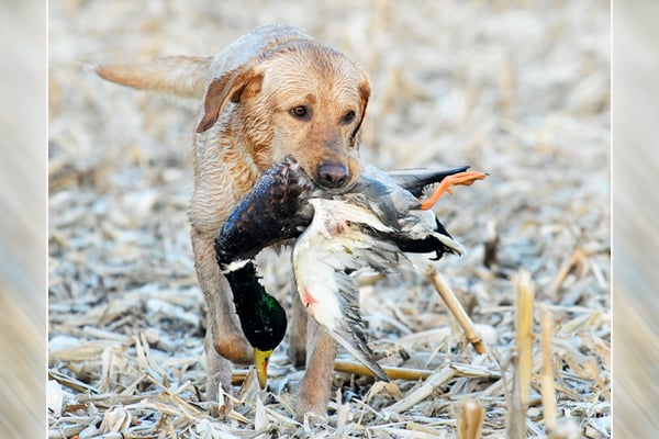 Field first-aid for hunting dogs: Here’s how to be prepared – Outdoor News