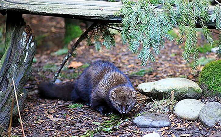 Fishers in Illinois? Discovery in Rockford has biologists on the lookout – Outdoor News