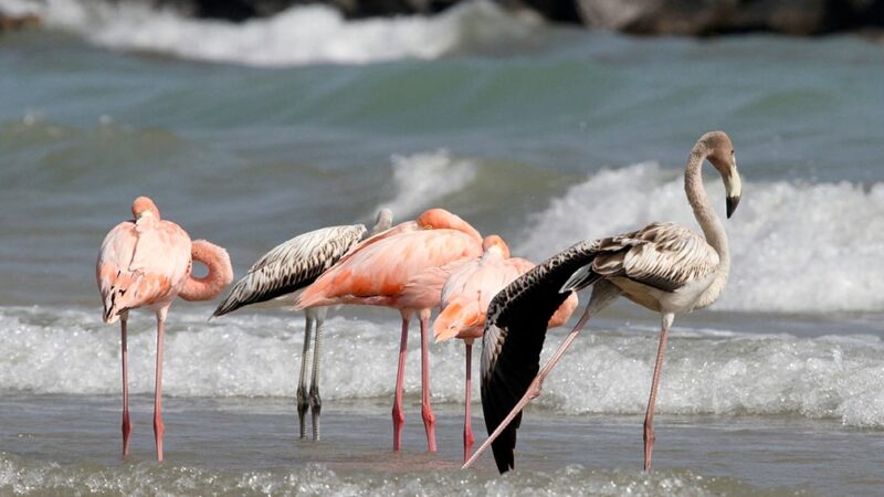 Flamingos visit Wisconsin for first time in state history as onlookers gather at Lake Michigan beach – Outdoor News