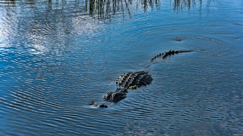 Florida Officials Kill 13-Foot Alligator That Was Dragging Around Human Remains