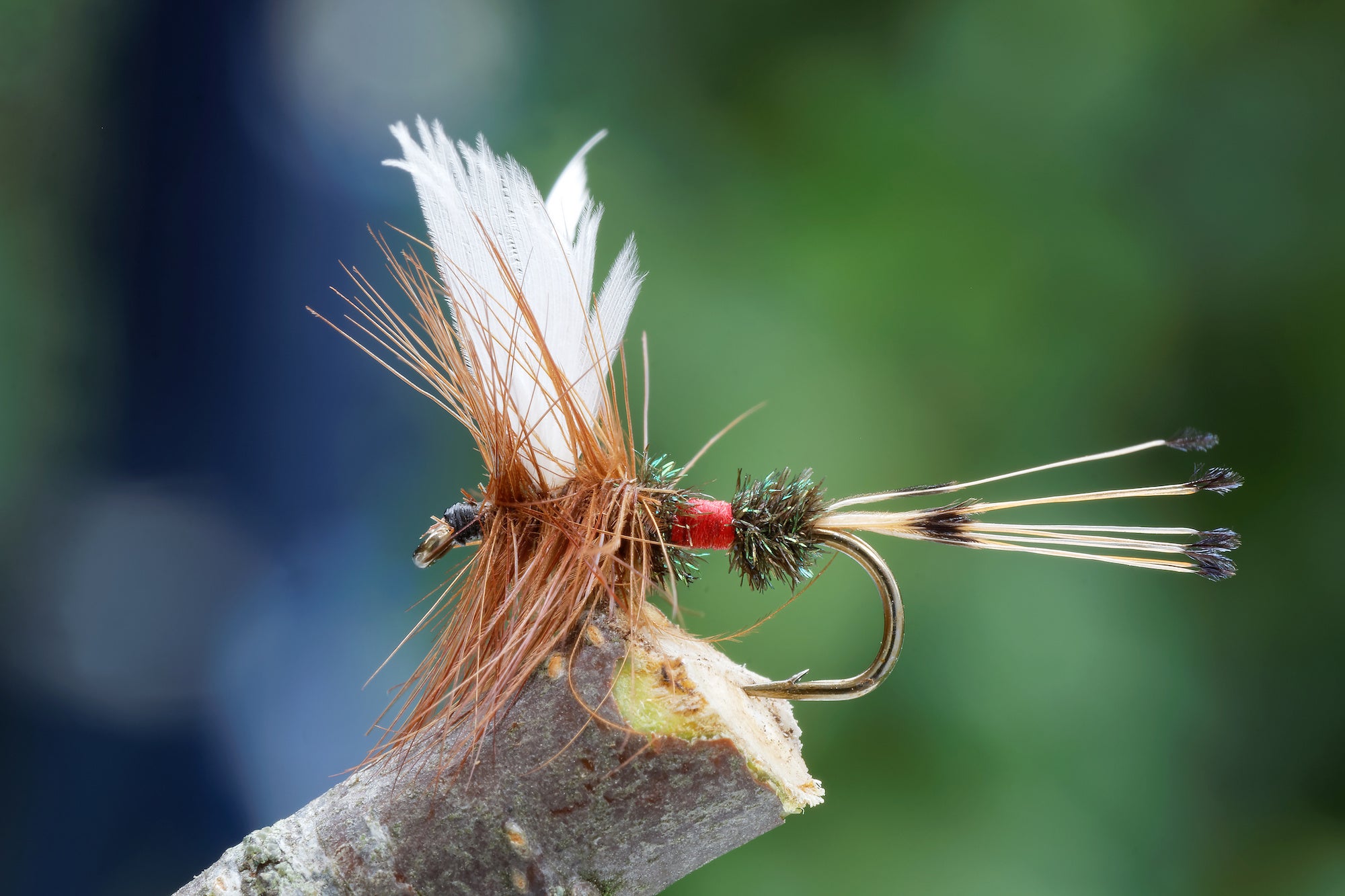 The Royal Coachman is one of America's oldest dry flies. It was designed in 1878 for catching brook trout on the East Coast.
