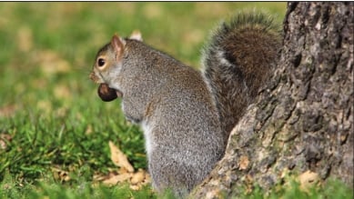 Furry thieves maraud Christine Thomas’ walnut crop – Outdoor News