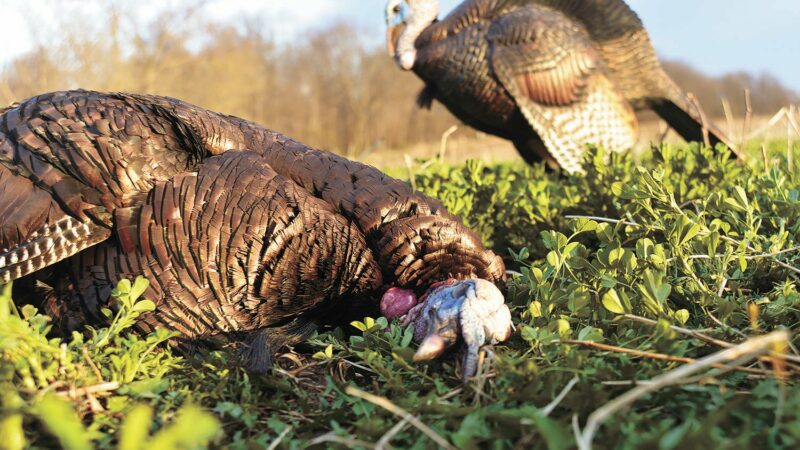 Get a load of these turkey shells: Options are certainly growing – Outdoor News