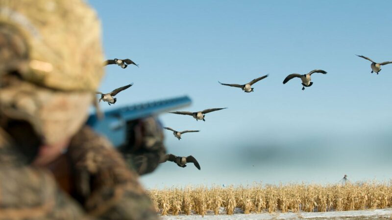 Goose Hunting Tips and Tactics