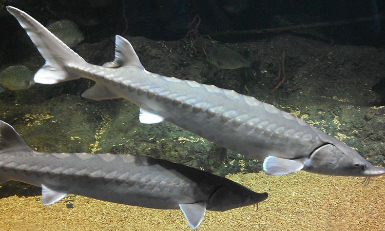 Group seeks protection for Delaware River sturgeon – Outdoor News