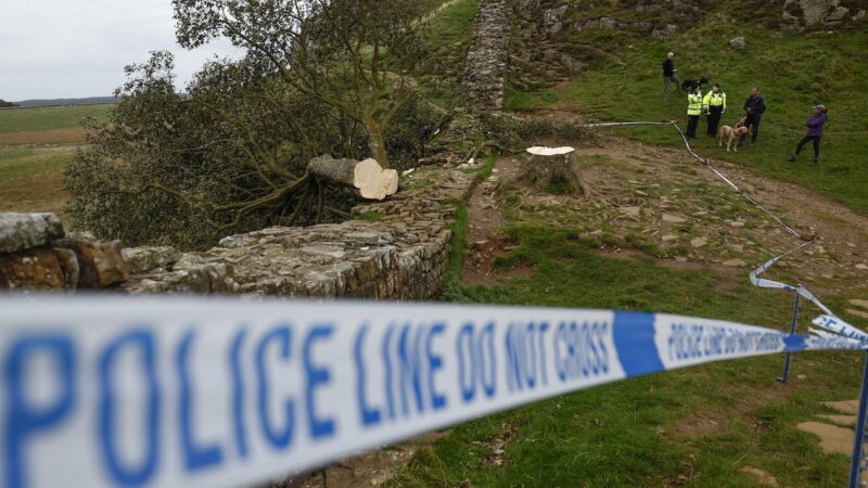 Historic Sycamore Gap Tree Cut Down, Teen Arrested