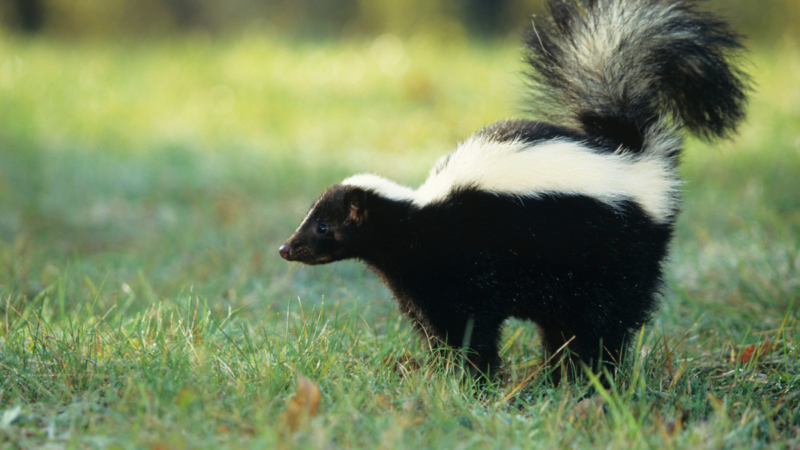 How Do You Get Rid of the Skunk Smell? Reddit Weighs In