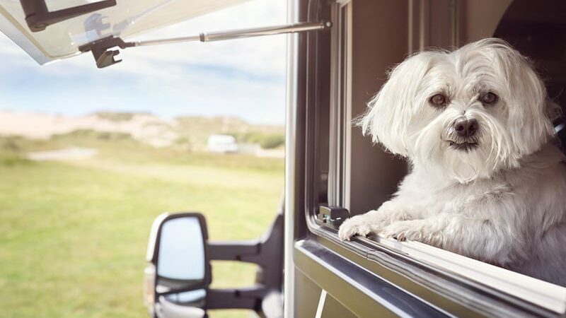How To Keep Your Dog From Damaging Your RV