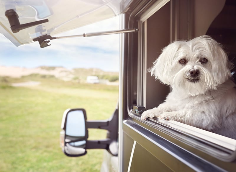 dog in RV, image for damaging article