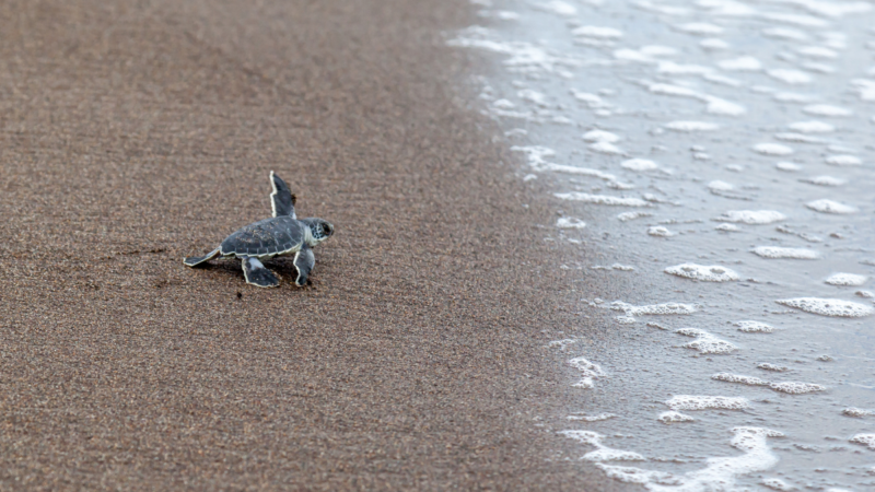 In a Win for Conservation, North Carolina Found a Record Number of Green Sea Turtle Nests