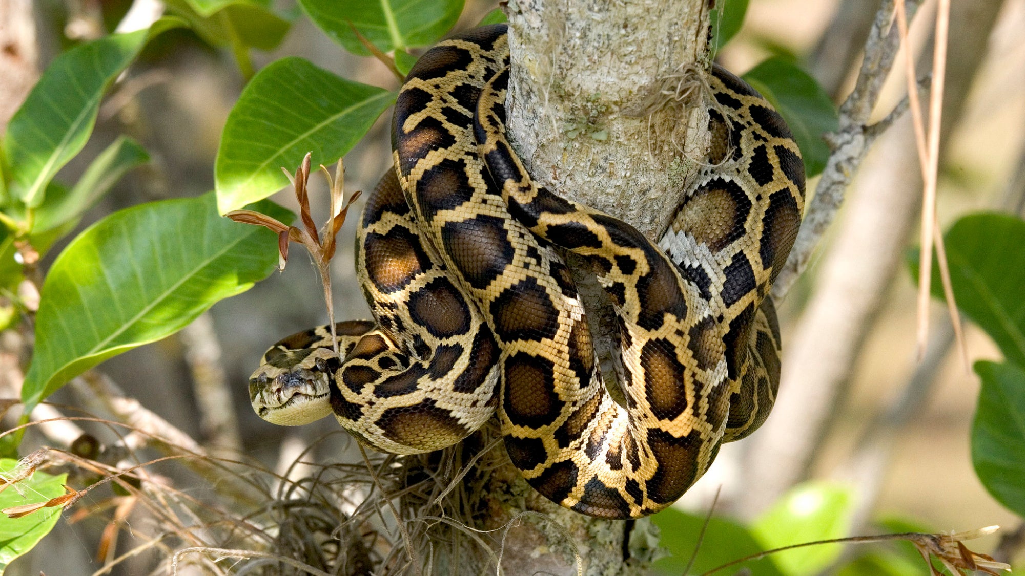 burmese python in florida everglades