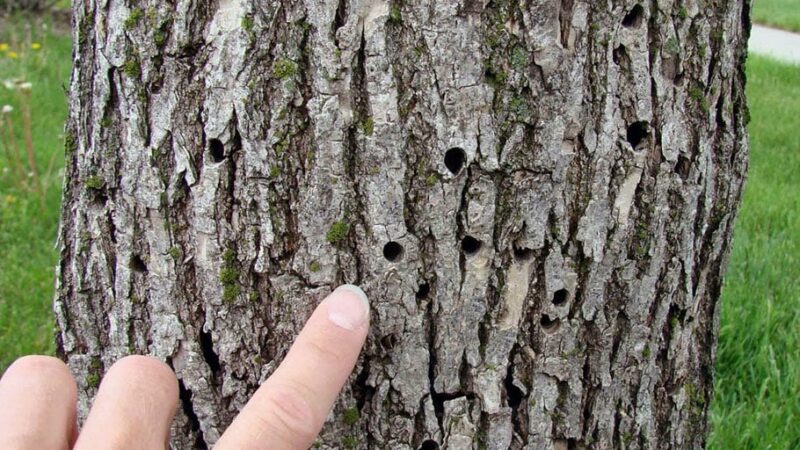 Iowa communities hit by emerald ash borer get a boost of tree plantings this fall – Outdoor News