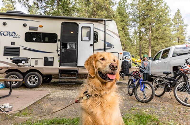 Dog outside a RV at a campground