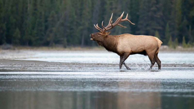It’s Elk Rutting Season, and the Animals Are Sounding the Alarm