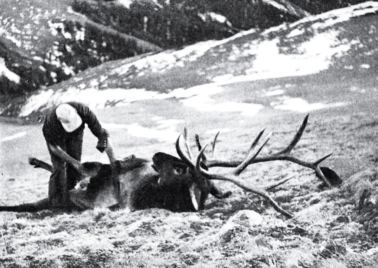 hunter guts big bull elk on side of mountain