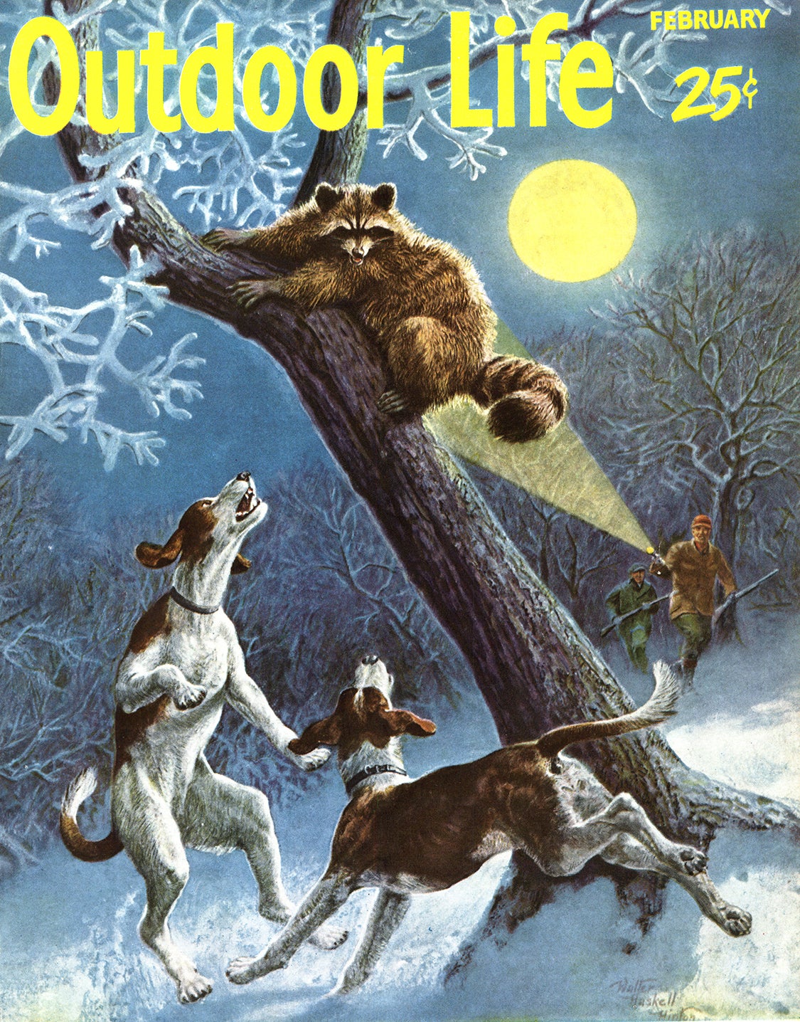 february 1955 Outdoor Life cover depicting a treed racoon, coondogs, and two hunters