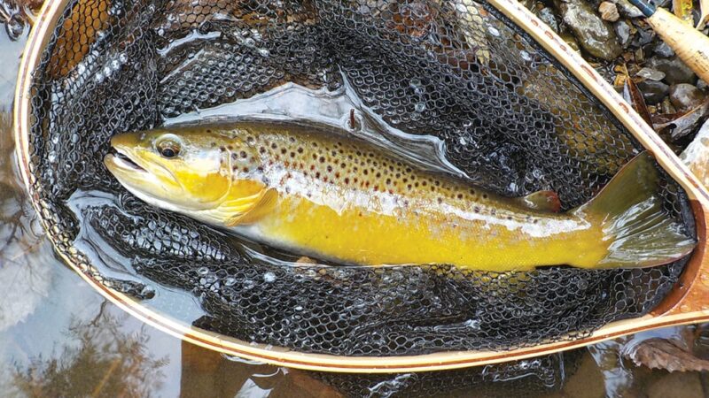 Lovely time to be on a stream: Autumn fly fishing for trout is tough to beat – Outdoor News