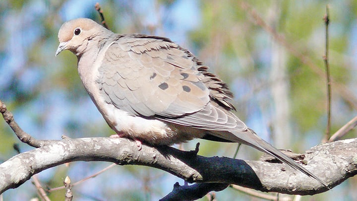 Mid-season Doves: Here’s what to do as the hunting pressure picks up – Outdoor News