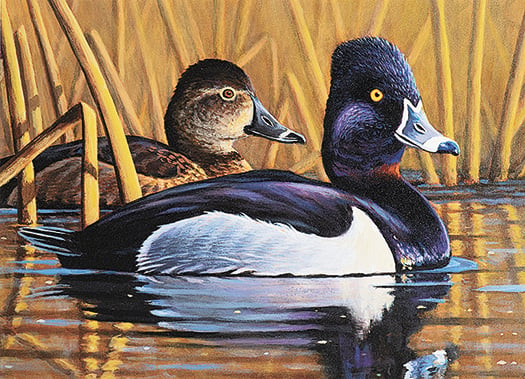Minnesota Mixed Bag: DNR names duck stamp contest winners – Outdoor News