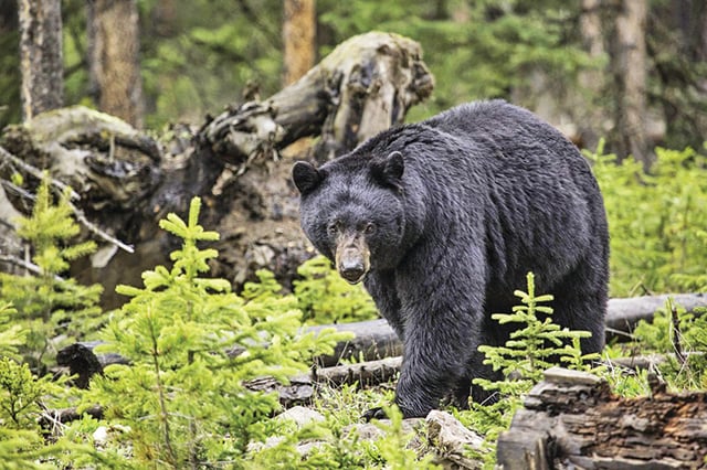 Minnesota’s 2023 bear harvest is below average, so far – Outdoor News